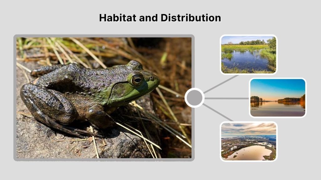 Habitat and Distribution