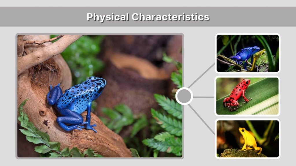 Physical Characteristics