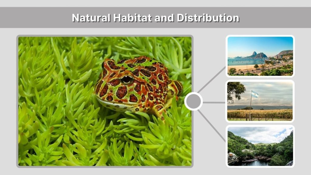 Natural Habitat and Distribution