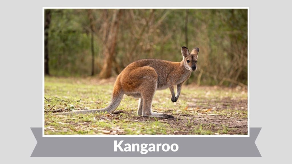 Kangaroo