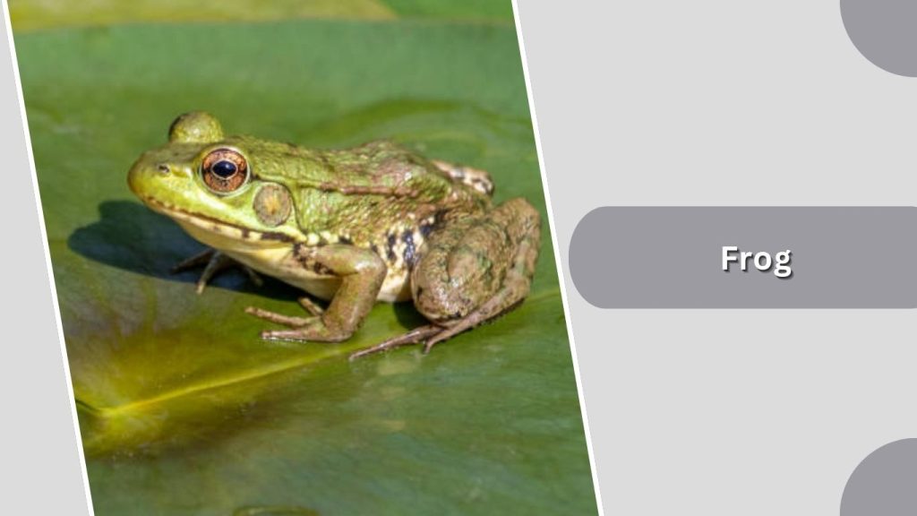 Frog