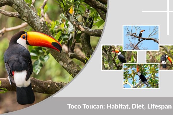 Toco Toucan: Habitat, Diet, Lifespan, and Amazing Facts