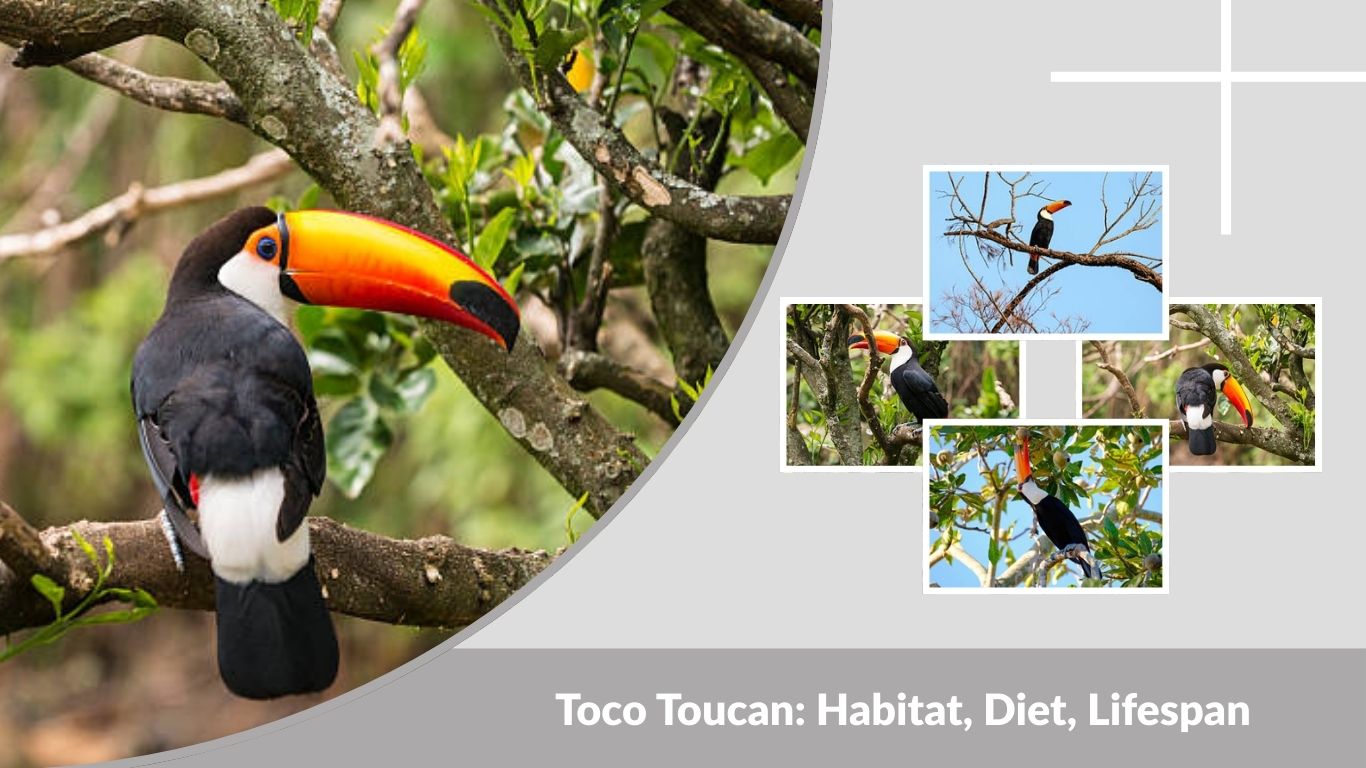 Toco Toucan: Habitat, Diet, Lifespan, and Amazing Facts