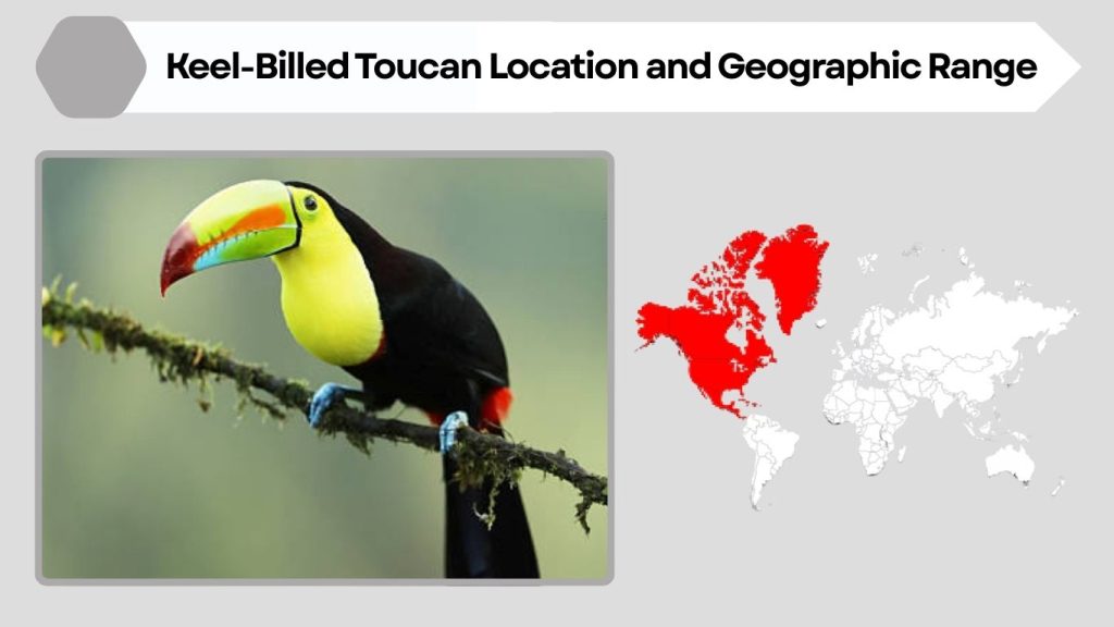 Keel-Billed Toucan Location and Geographic Range
