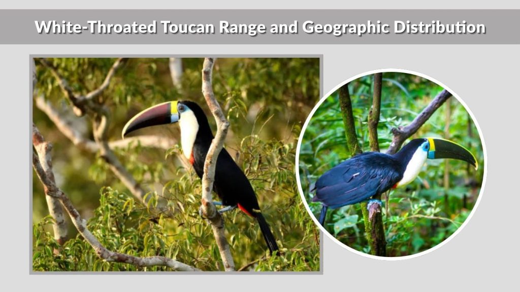 White-Throated Toucan Range and Geographic Distribution