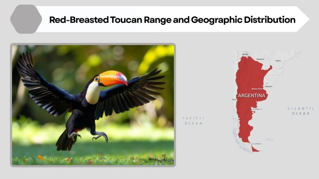 Red-Breasted Toucan Range and Geographic Distribution