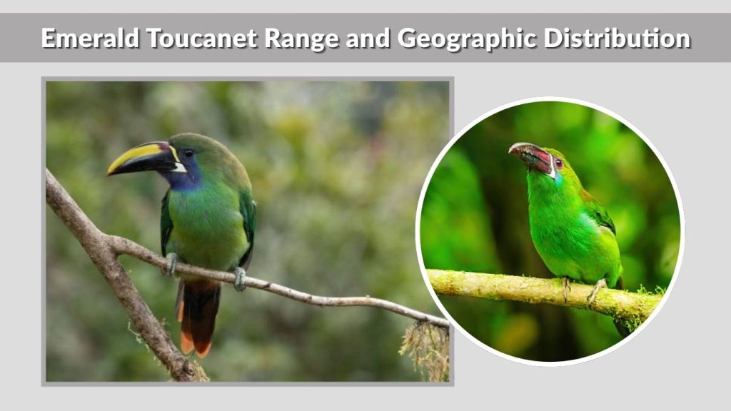 Emerald Toucanet Range and Geographic Distribution