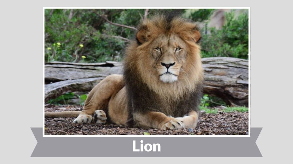 Lion