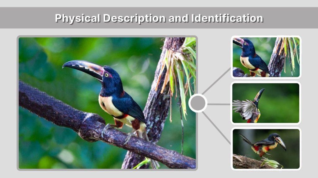 Physical Description and Identification