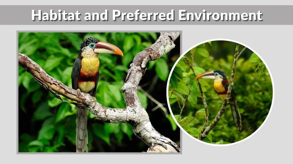 Habitat and Preferred Environment