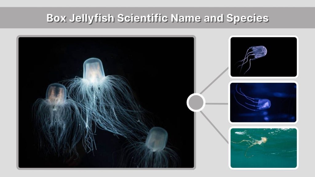 Box Jellyfish Scientific Name and Species