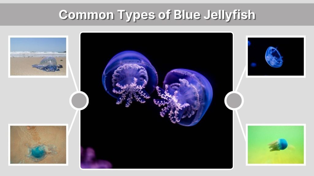 Common Types of Blue Jellyfish