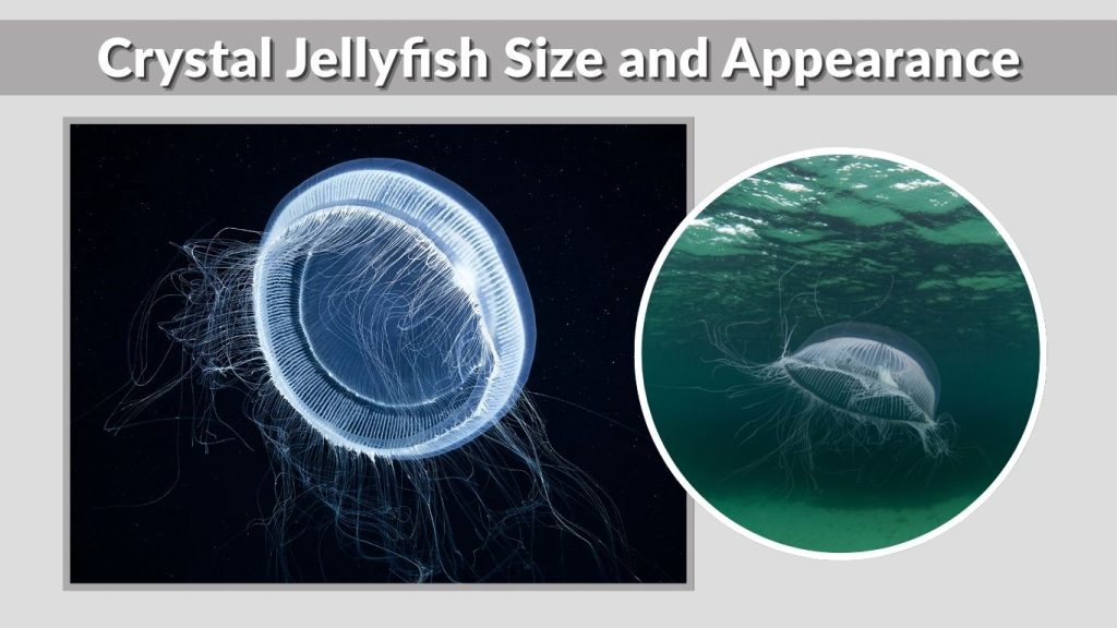 Crystal Jellyfish Size and Appearance