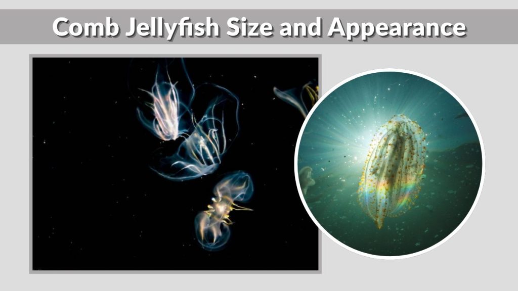 Comb Jellyfish Size and Appearance