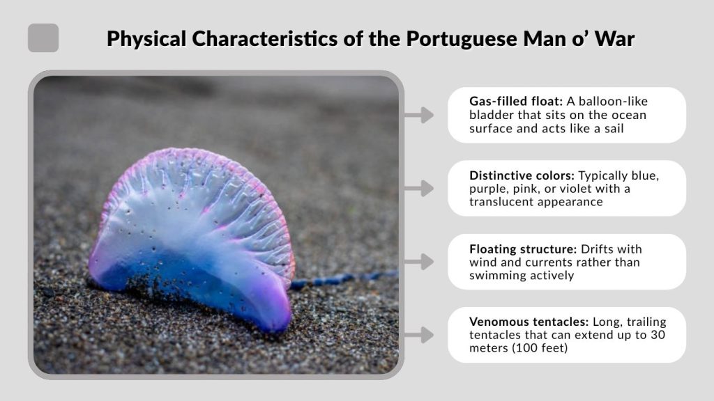 Physical Characteristics of the Portuguese Man o’ War