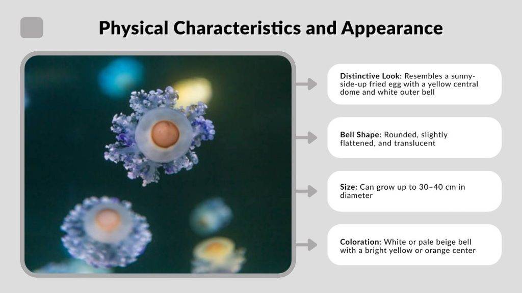 Physical Characteristics and Appearance