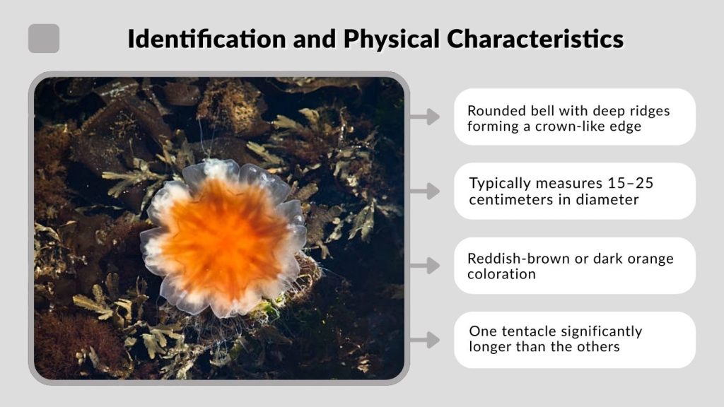 Identification and Physical Characteristics