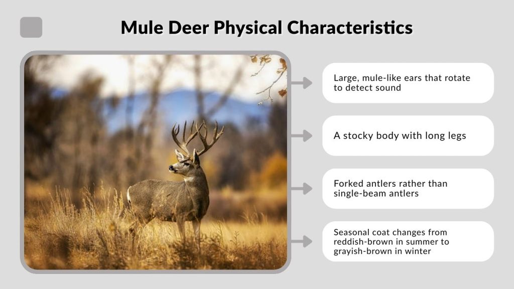Mule Deer Physical Characteristics