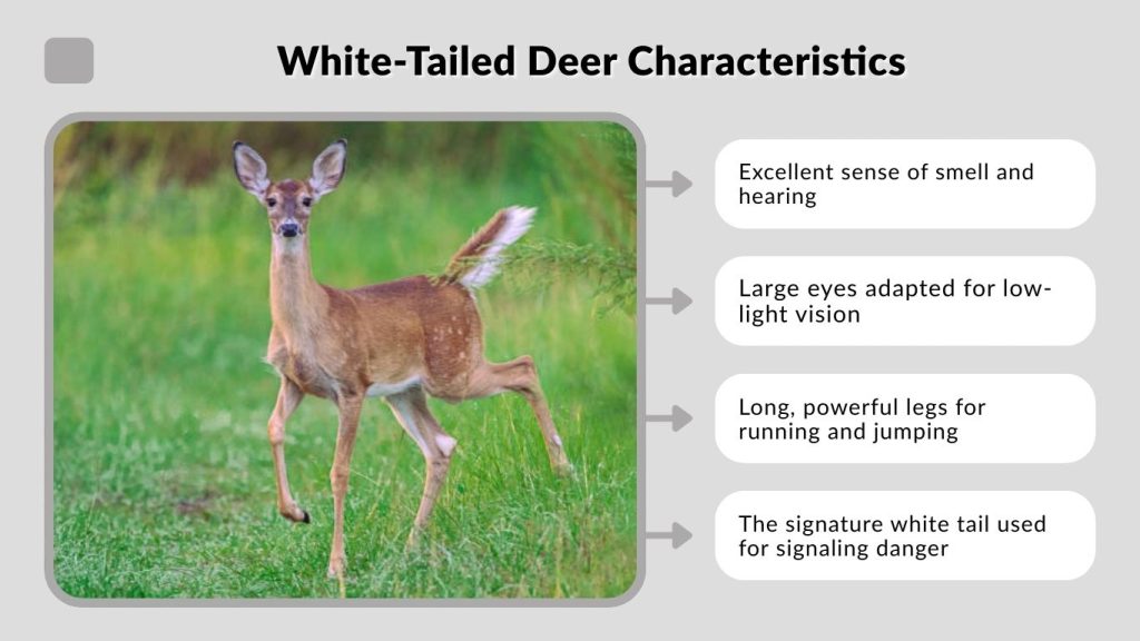White-Tailed Deer Characteristics