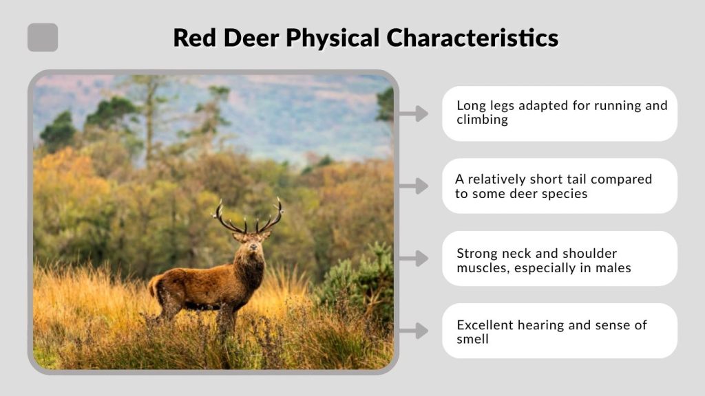 Red Deer Physical Characteristics