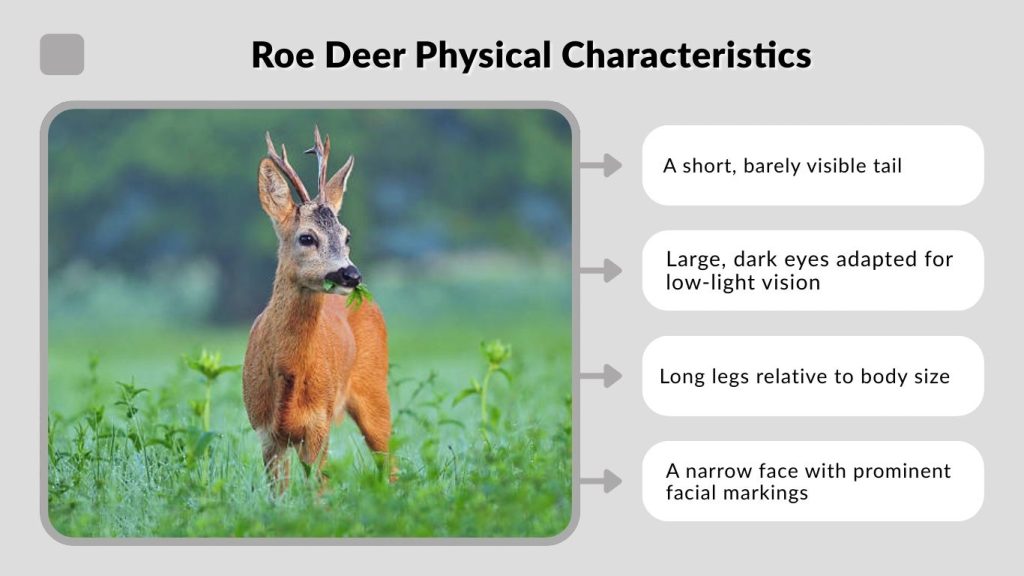 Roe Deer Physical Characteristics