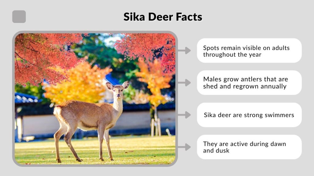 Sika Deer Facts