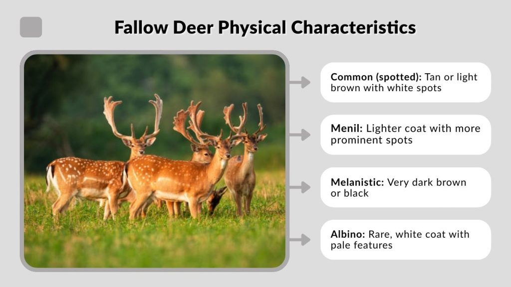 Fallow Deer Physical Characteristics