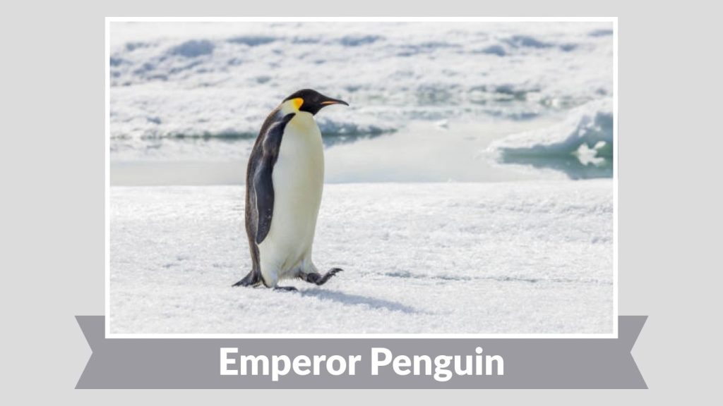 Emperor Penguin