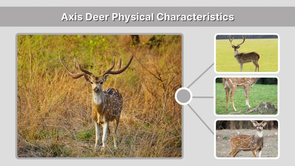 Axis Deer Physical Characteristics