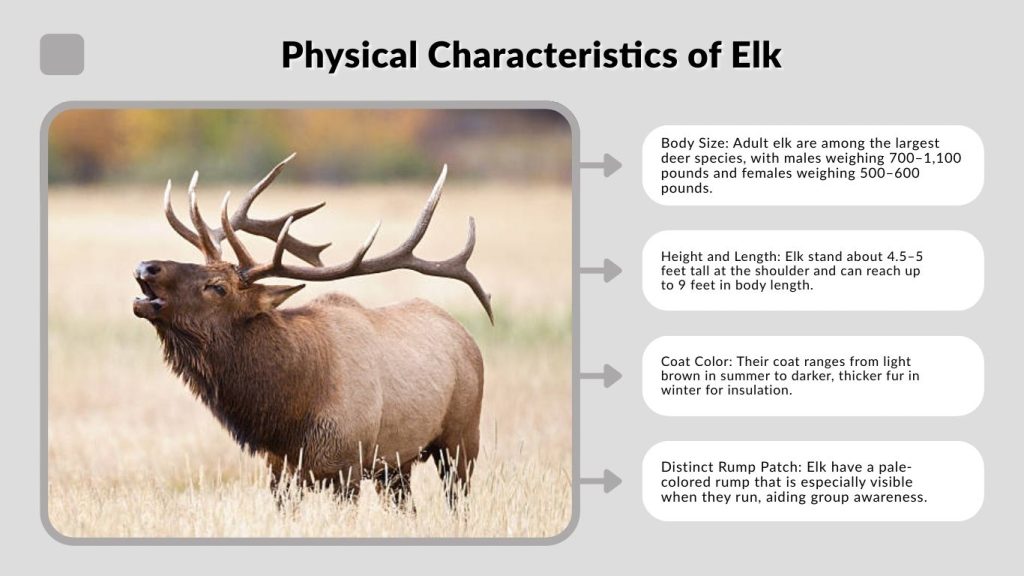 Physical Characteristics of Elk