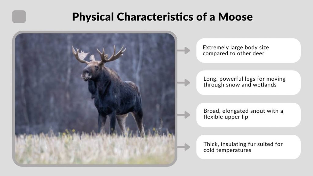 Physical Characteristics of a Moose