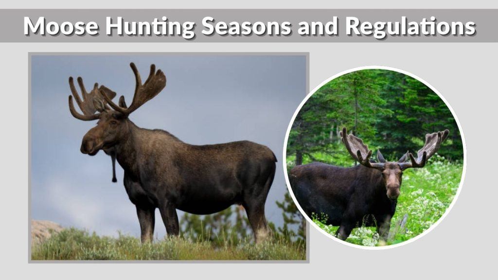 Moose Hunting Seasons and Regulations