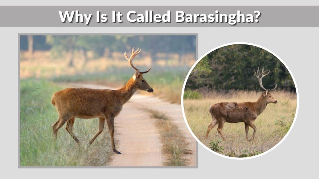 Why Is It Called Barasingha?