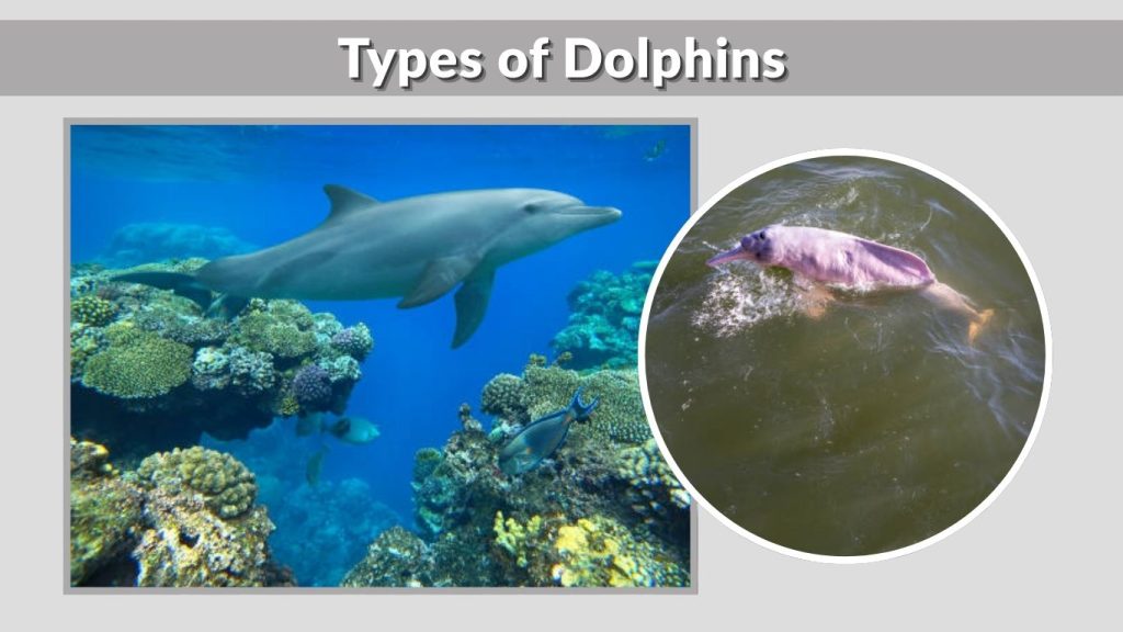 Types of Dolphins