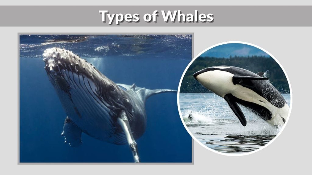 Types of Whales