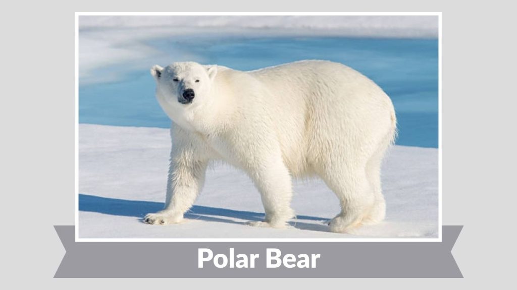 Polar Bear