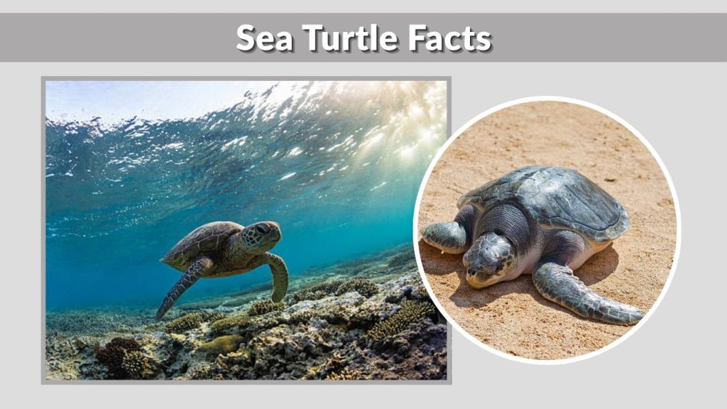 Sea Turtle Facts