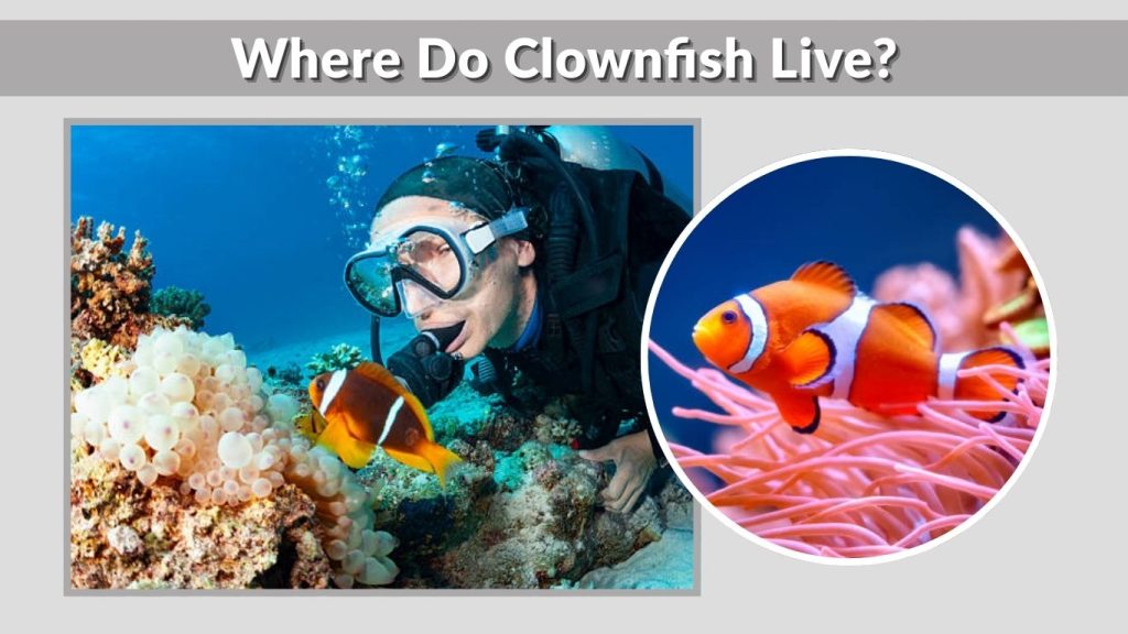 Where Do Clownfish Live?