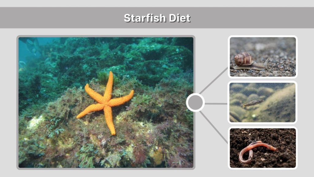 Starfish Diet