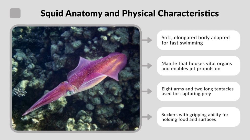 Squid Anatomy and Physical Characteristics