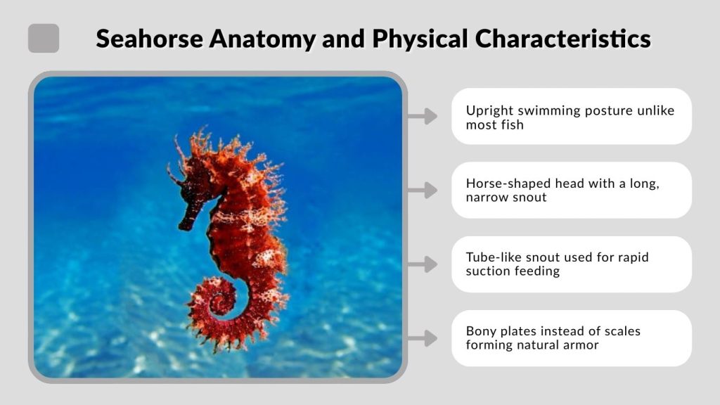 Seahorse Anatomy and Physical Characteristics