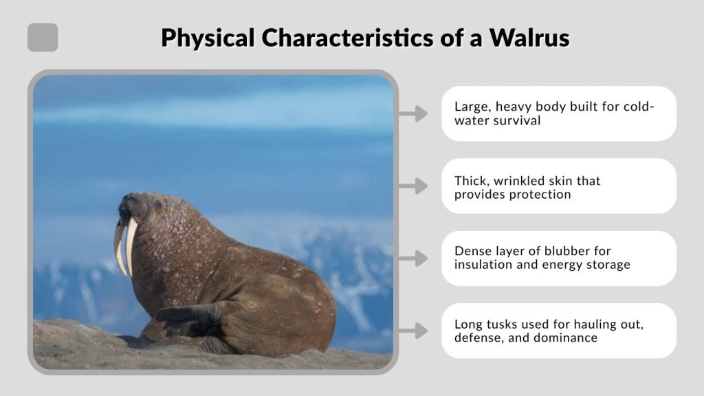 Physical Characteristics of a Walrus