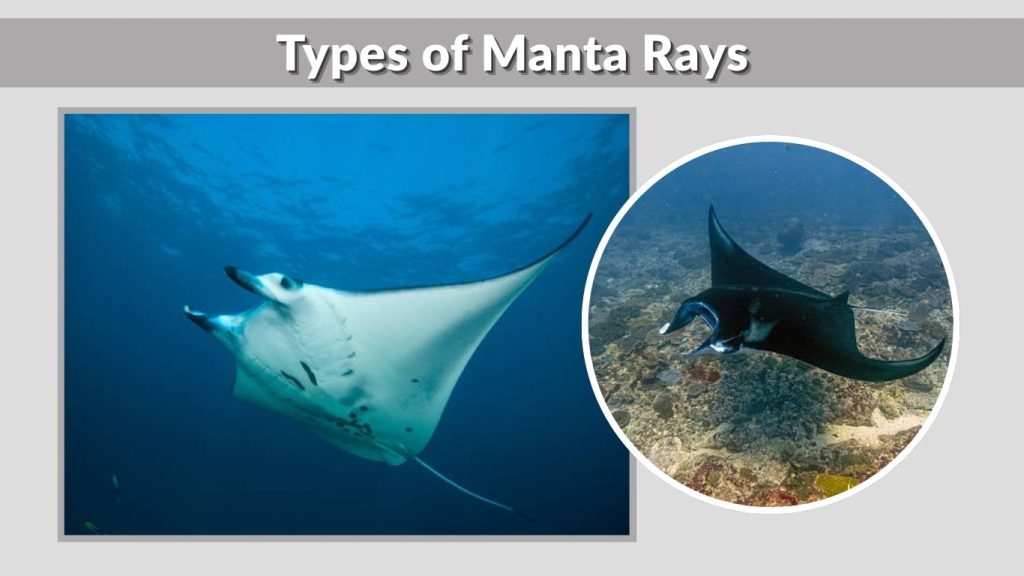 Types of Manta Rays