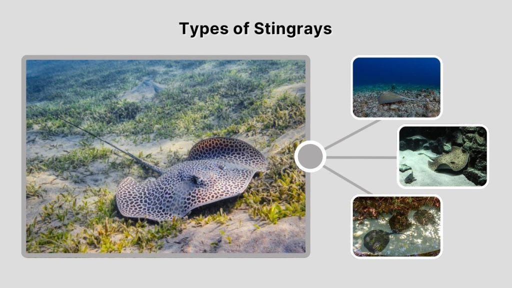 Types of Stingrays