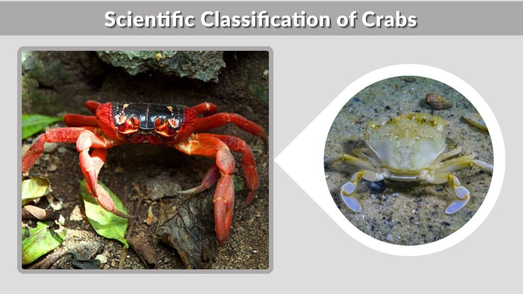 Scientific Classification of Crabs