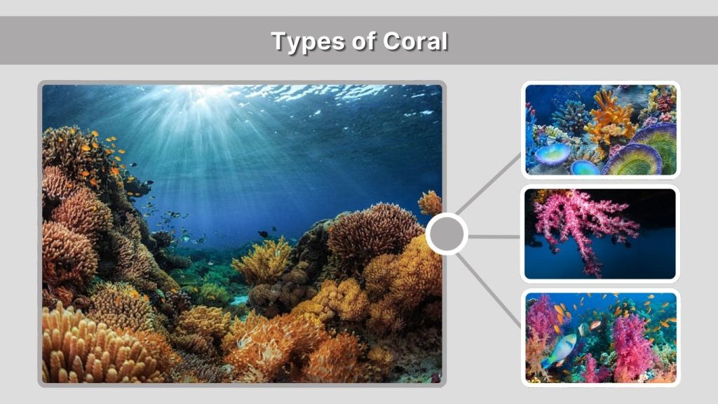 Types of Coral