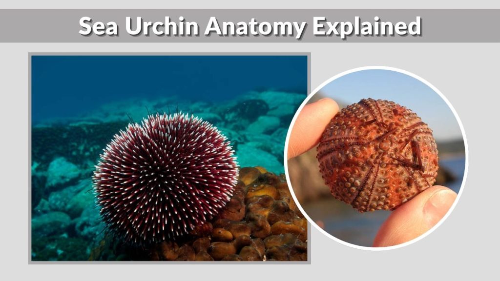 Sea Urchin Anatomy Explained