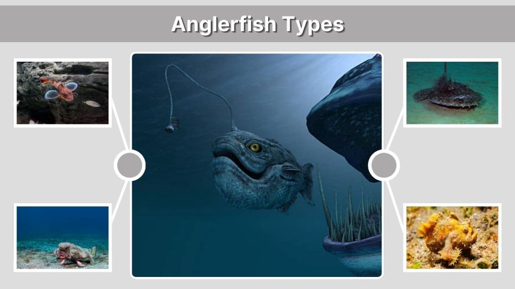 Anglerfish Types