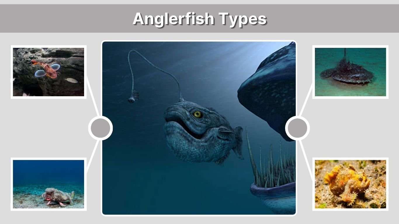 Anglerfish: Types, Diet, Lifespan & Fascinating Facts