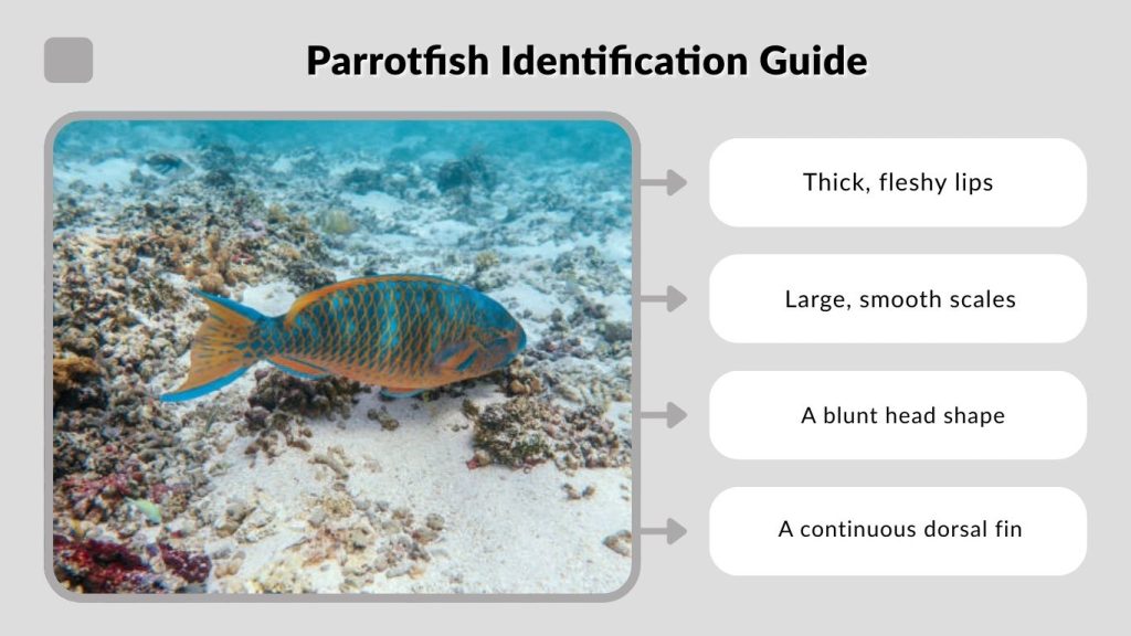 Parrotfish Identification Guide